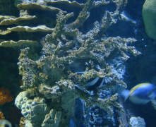 不仅构建了水下世界的奇