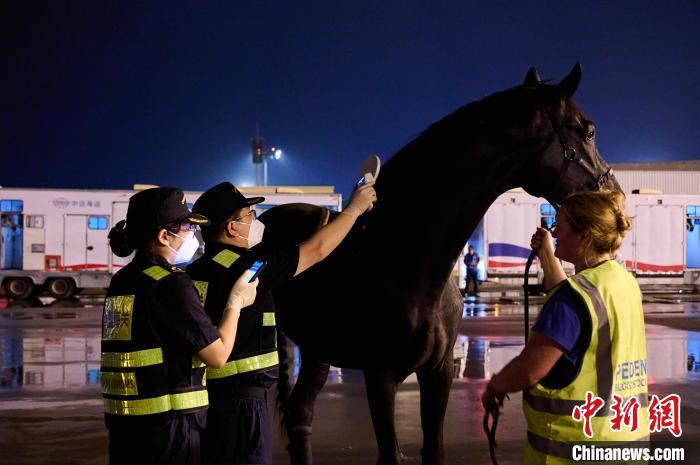 杭州亚运会首批境外参赛马顺利抵达 比赛即将开